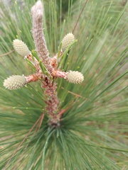 Pinus caribaea