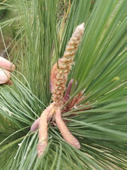Pinus caribaea