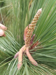 Pinus caribaea