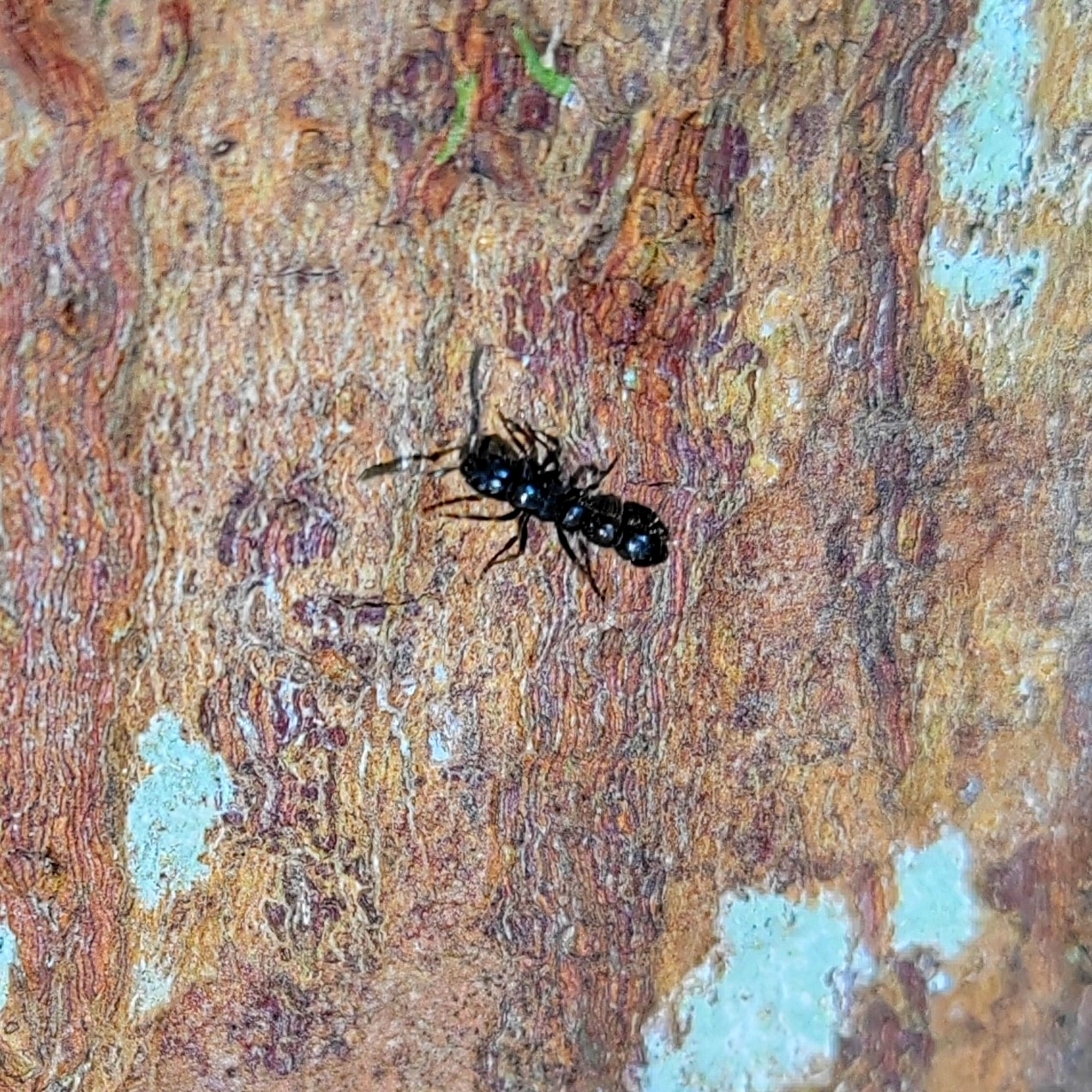 Lioponera suscitata