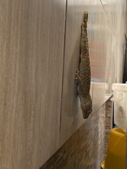 Gekko gecko