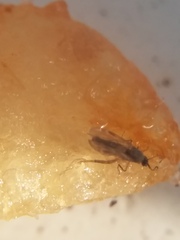 Culicoides