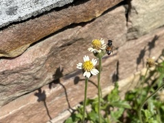Apis florea