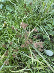 Cyperus distans