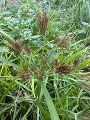 Cyperus distans