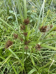 Cyperus distans