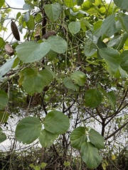 Canavalia lineata