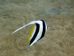 Heniochus acuminatus
