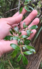 Coprosma ×cunninghamii