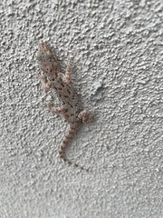 Cyrtopodion scabrum