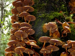 Galerina patagonica