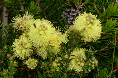 Melaleuca pityoides