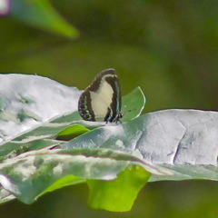 Psychonotis caelius