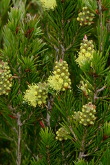 Melaleuca pityoides