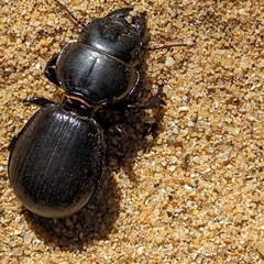 Scaraphites hirtipes