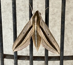 Theretra silhetensis