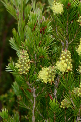Melaleuca pityoides