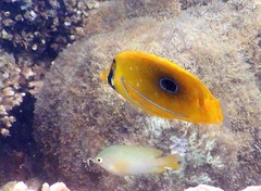 Chaetodon bennetti