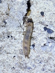 Malachius aeneus
