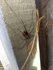 Phalangium opilio