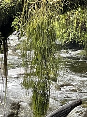 Phlegmariurus billardierei