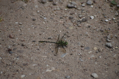 Ophiogomphus cecilia