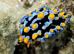 Phyllidia varicosa