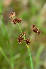 Juncus ensifolius