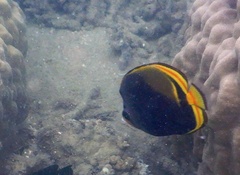 Chaetodon flavirostris