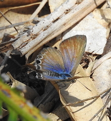 Theclinesthes onycha
