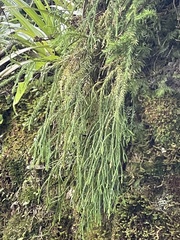 Phlegmariurus billardierei