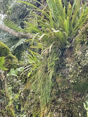 Phlegmariurus billardierei