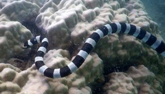 Laticauda saintgironsi