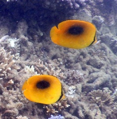 Chaetodon speculum