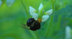 Cadeguala occidentalis