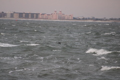 Histrionicus histrionicus