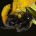 Bombus soroeensis proteus - Photo (c) wp-polzin, some rights reserved (CC BY-NC)