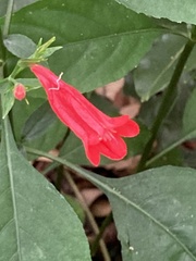 Ruellia brevifolia