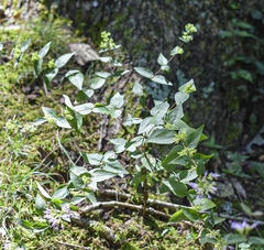 Cunila origanoides