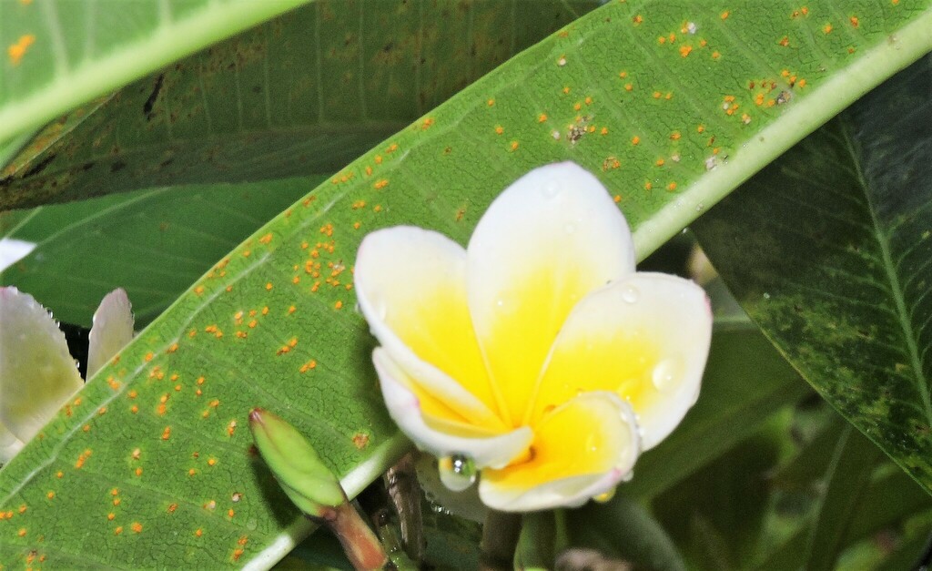Roya del frangipani en una planta