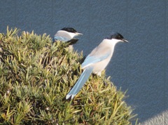 Cyanopica cyanus japonica