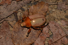 Anoplognathus viriditarsis
