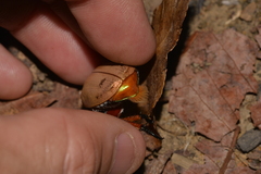 Anoplognathus viriditarsis