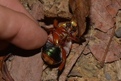 Anoplognathus viriditarsis