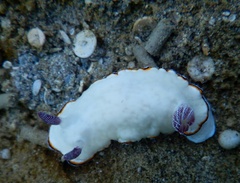 Chromodoris