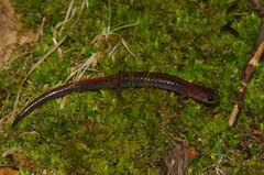 Plethodon angusticlavius