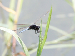 Crocothemis nigrifrons
