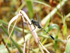 Orthetrum serapia