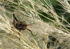 Sphenarium