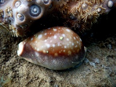 Lyncina vitellus
